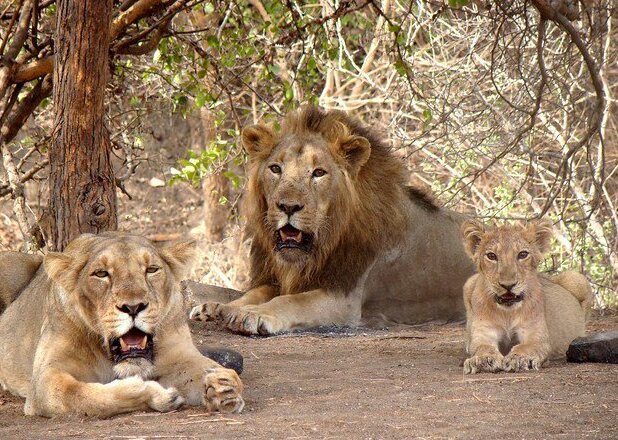 Gir National Park Tour Package from Kerala — 3N / 4D tour package