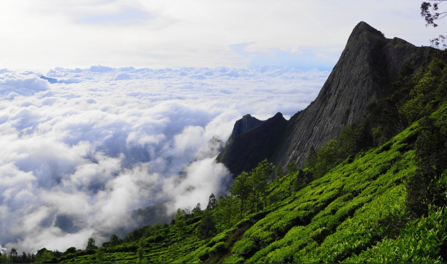 Munnar Mist Escape — 2N / 3D tour package