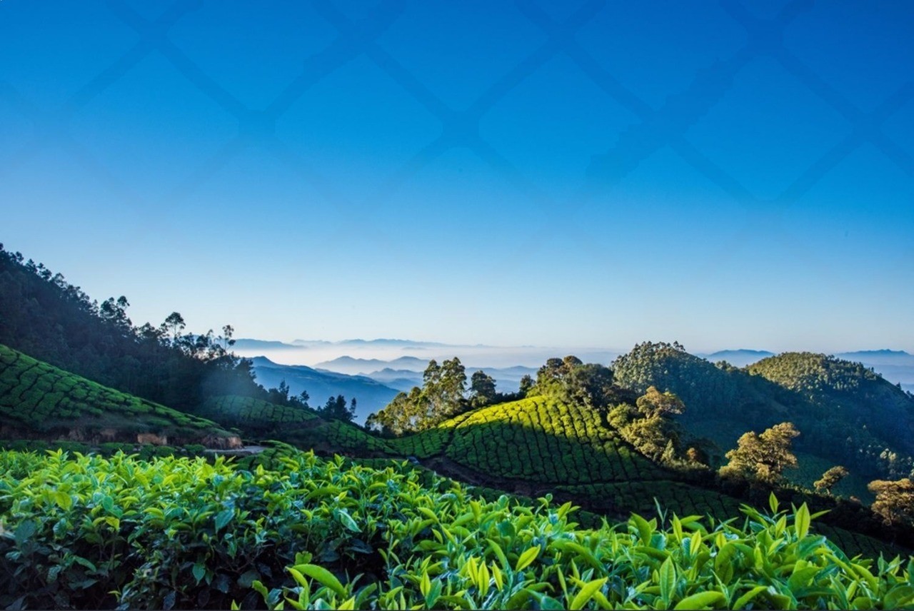 Thekkady & Munnar Trails — 3N / 4D tour package
