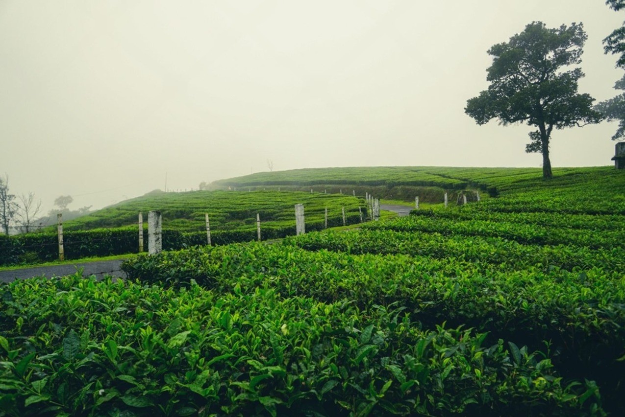 2 Nights 3 Days Vagamon — 2N / 3D tour package