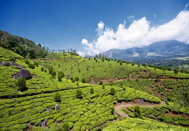 2 nIghts 3 days Munnar Tour Package