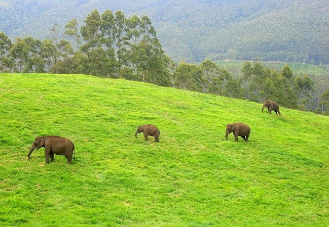 5 Nights 6 Days  Munnar Thekkady  Houseboat and Kovalam Kerala Tour Packages